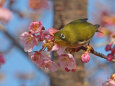河津桜にメジロ