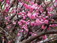 にぎやかに咲いてきた紅梅