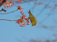 河津桜にメジロ