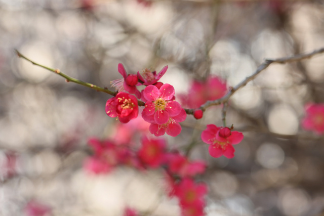 紅梅「紅千鳥」