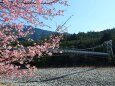 つり橋と河津桜