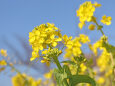 菜花