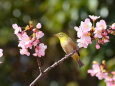 河津桜にメジロ