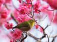 紅梅にメジロ