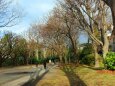 冬の井の頭公園