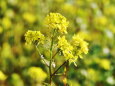 菜の花