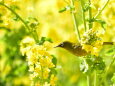 菜の花にメジロ