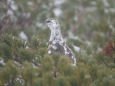 爺ヶ岳の雄雷鳥4