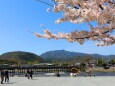 春の渡月橋
