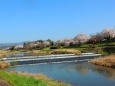 初春の鴨川