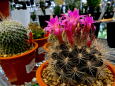 サボテンの花