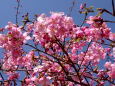 満開の河津桜