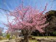 満開の河津桜