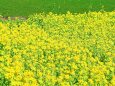 菜の花畑