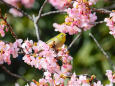 河津桜にメジロ