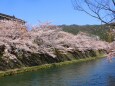 春の岡崎疎水