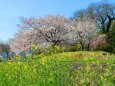 桜と菜の花