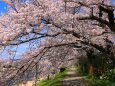 春の京都河川敷
