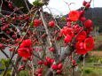 早春の里に咲く木瓜の花