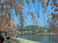 春の渡月橋