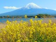 菜の花と富士山