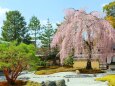 春の高台寺