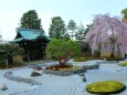 春の高台寺庭園