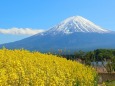 菜の花と富士山