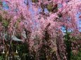 しだれ桜