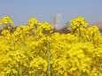 菜の花