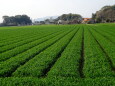 里に広がる麦の緑