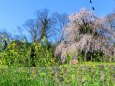 菜の花と桜