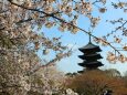 春の東寺