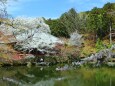 春の京都庭園