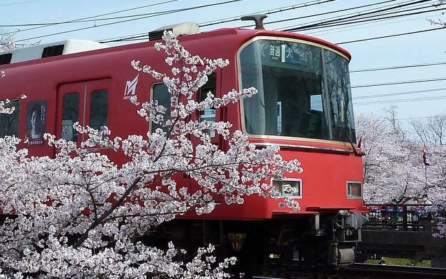 百十郎桜2013 名鉄_1