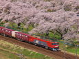 桜並木と貨物列車