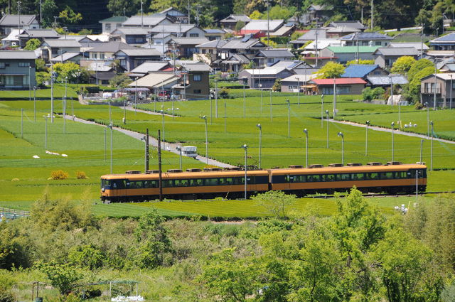 茶畑と大井川鉄道