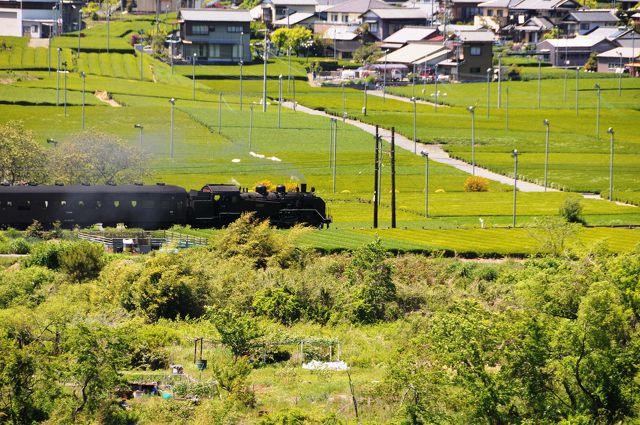 茶畑と大井川鉄道