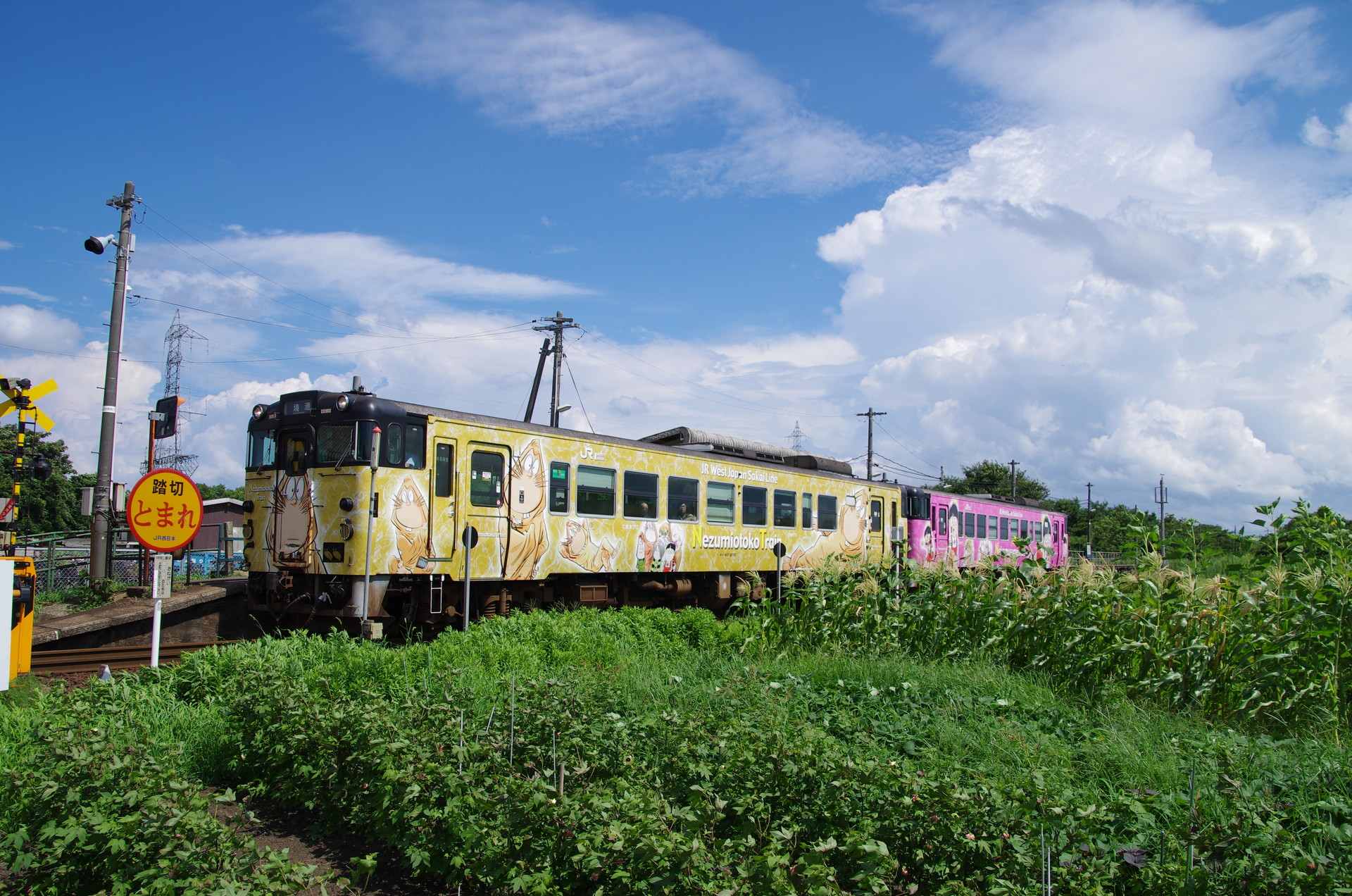 鉄道 気動車 Jr境線 夏景色 壁紙19x1272 壁紙館