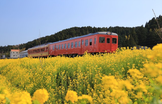 春満開いすみ鉄道キハ52+キハ28
