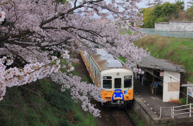 田舎の駅に咲く満開の桜