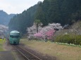 ゆふいんの森号と桜