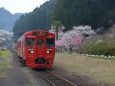 普通列車と桜