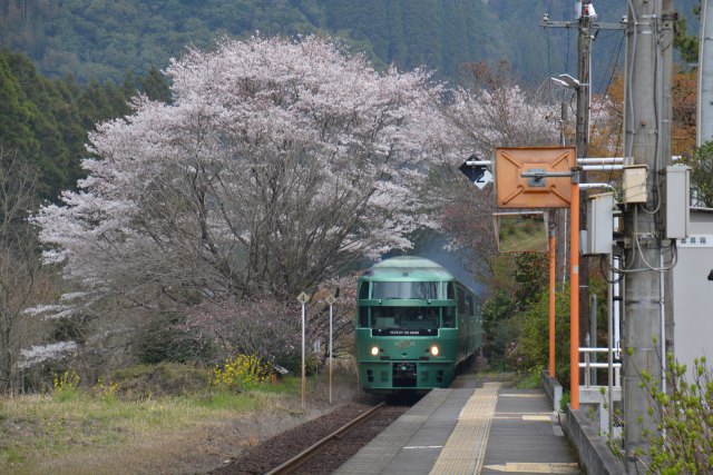 ゆふいんの森号と桜