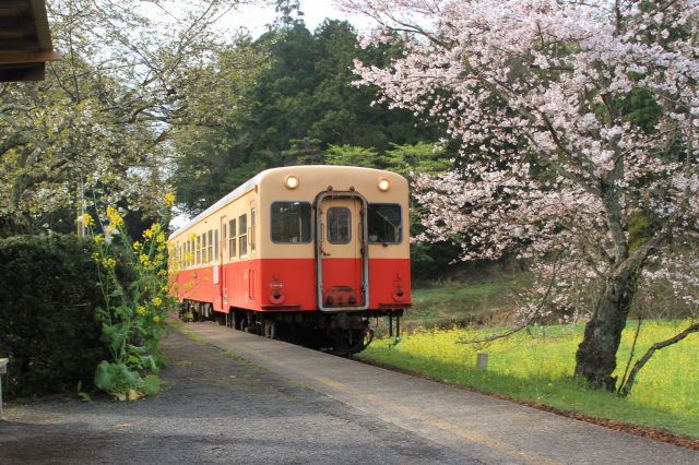 桜咲く飯給駅(2)