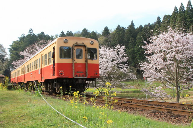 桜咲く飯給駅(3)