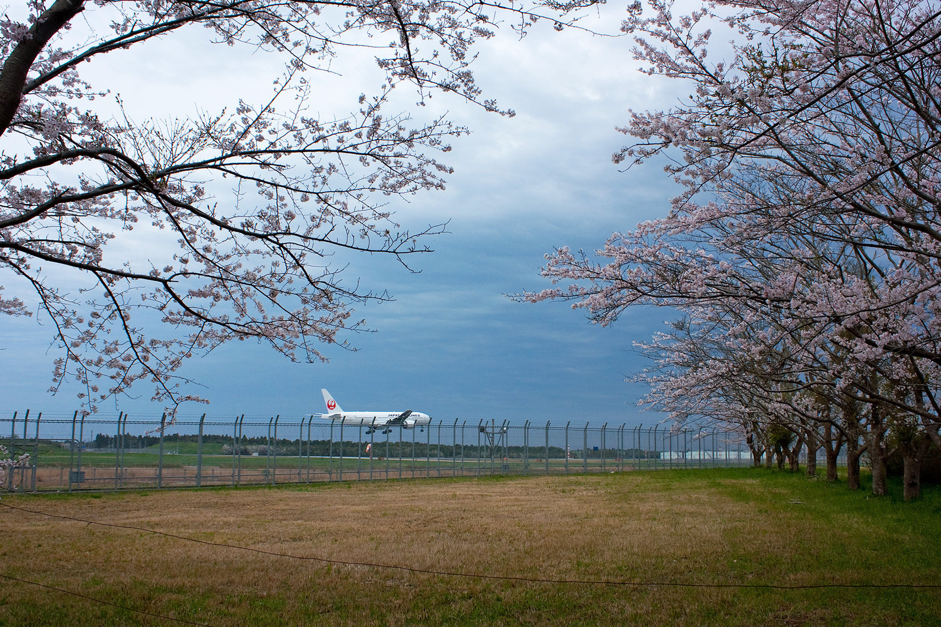 航空機 満開の桜とjal 壁紙1920x1280 壁紙館