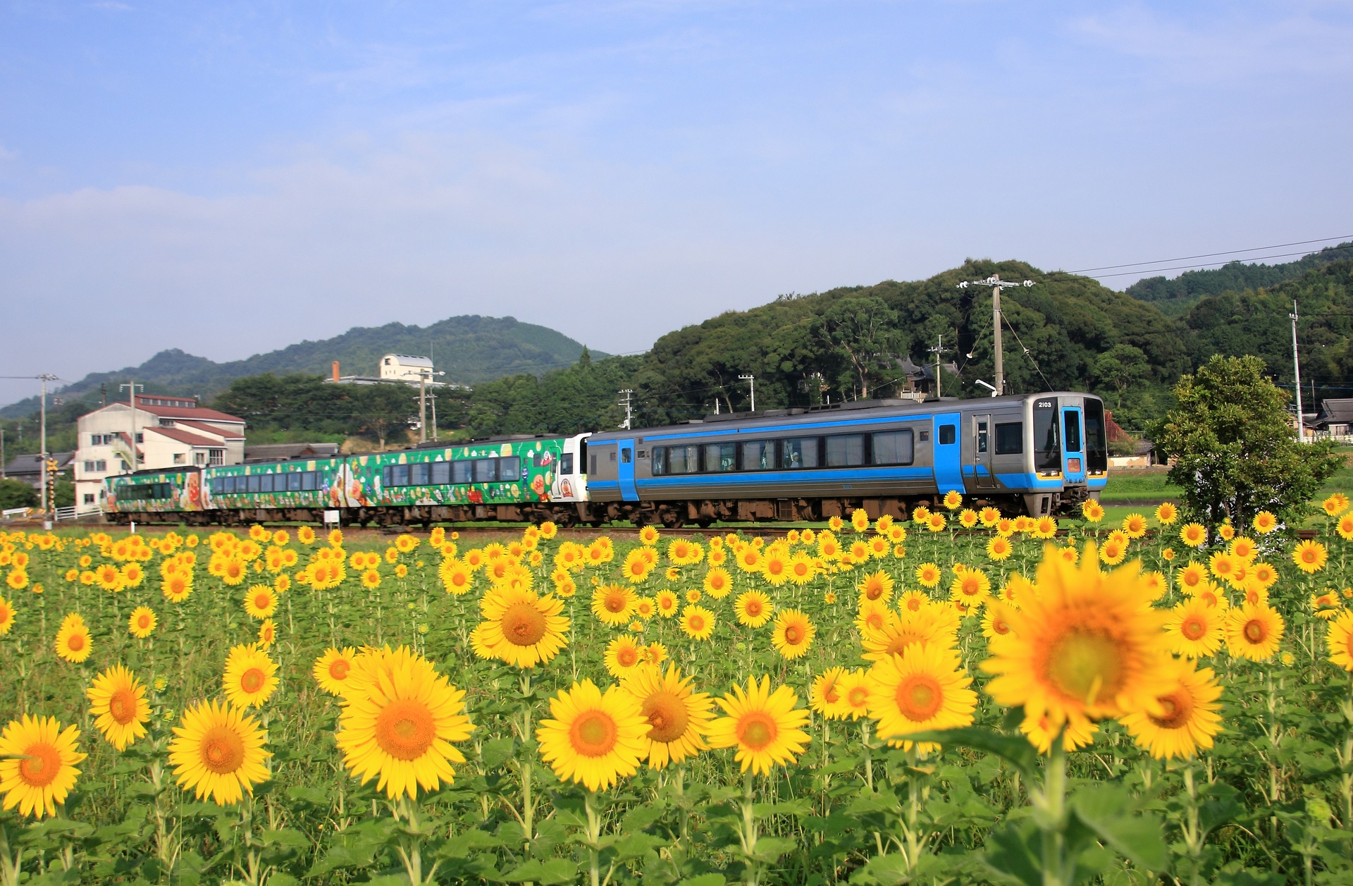 鉄道 気動車 ひまわりと列車 壁紙19x1257 壁紙館