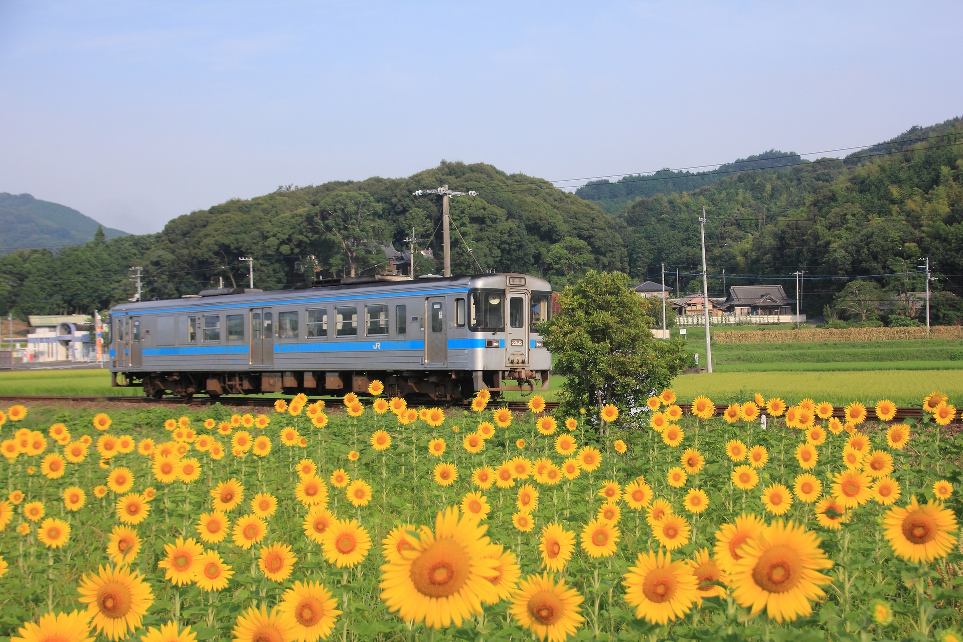 鉄道 気動車 ひまわり畑を走るローカル線 壁紙19x1280 壁紙館