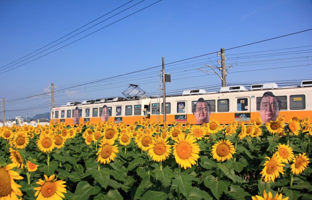 四人の力士とヒマワリ